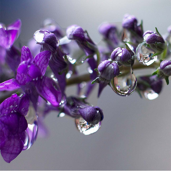 N Lavandula Angustifolia(Lavender) Water main image